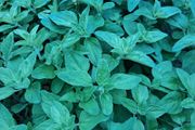 Oregano plant