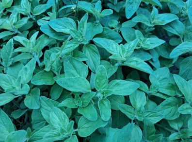 Oregano plant