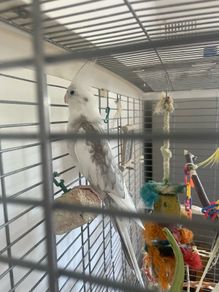 Cockatiel male