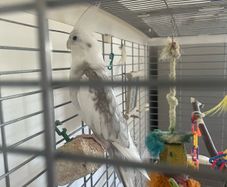 Cockatiel male