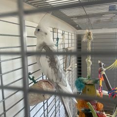 Cockatiel male