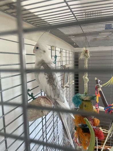 Cockatiel male