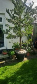 scotts pine trees