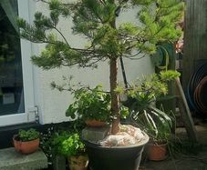 scotts pine trees
