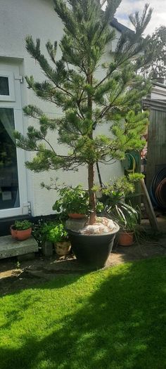 scotts pine trees