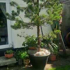 scotts pine trees
