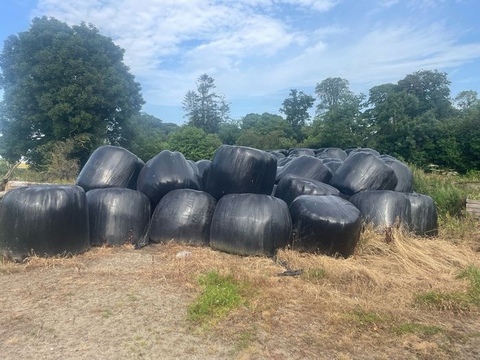Second cut silage