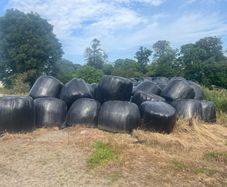 Second cut silage