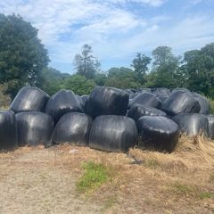 Second cut silage