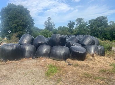 Second cut silage