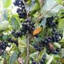 Aronia Plants Image 4