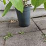 Large Hydrangea macrophylla  Ayesha in plastic pot Image 6