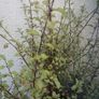 Pittosporum Image 4