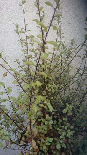 Pittosporum