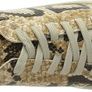 SELECTED Women's Leather Trainer B Sneaker, SLFDONNA New Snake 37 EU, 4 UK Image 4