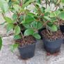 Red Robin Hedging Image 2