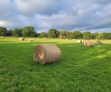 Hay for sale