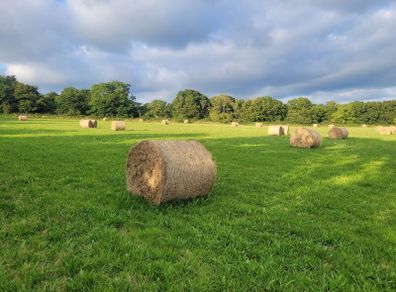 Hay for sale