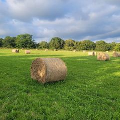 Hay for sale