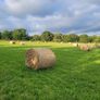 Hay for sale Image 5