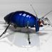 Cockroach_Killer