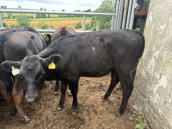 35 smashing  Angus heifers