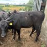 35 smashing  Angus heifers Image 6