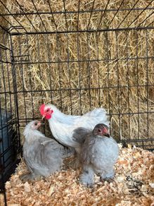 pekin bantams