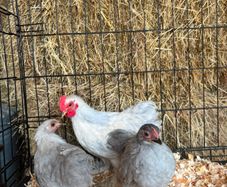 pekin bantams