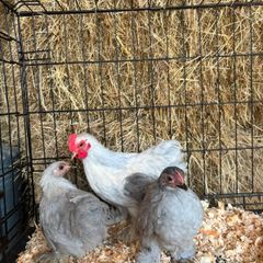 pekin bantams