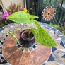 Syngonium Mojito Mottled - house plant - indoor plant Image 2