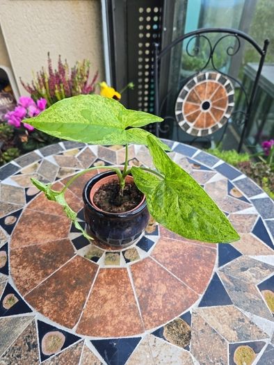 Syngonium Mojito Mottled - house plant - indoor plant