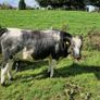 Heifers Image 5