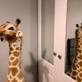 5ft Giraffe Teddy Melissa & Diug Image 4