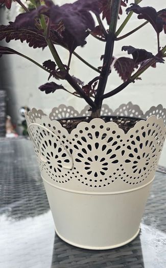 indoor plant with pot