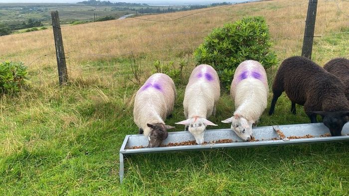 Young x bred sheep and ram lambs