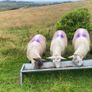 Young x bred sheep and ram lambs Image 10
