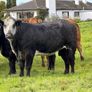 15 super breeding heifers for tullamore mart 26th Image 2