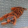 Teddy tiger Image 3