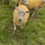 9 Texel x Hoggets Image 5