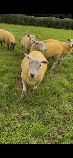 9 Texel x Hoggets