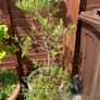 plant olive tree x2 Image 2