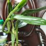Monstera Standleyana Image 8