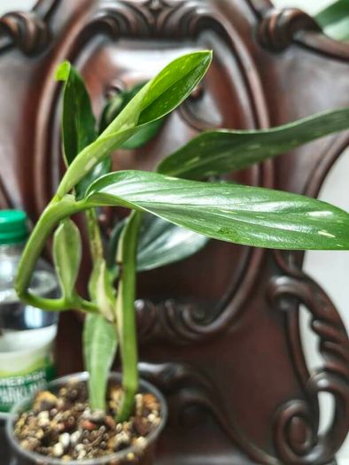 Monstera Standleyana