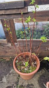 raspberry plants