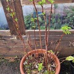 raspberry plants