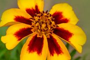 (M) French marigold Naughty Marietta seeds 1g (415144)