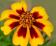 (M) French marigold Naughty Marietta seeds 1g (415144)
