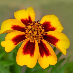 (M) French marigold Naughty Marietta seeds 1g (415144)