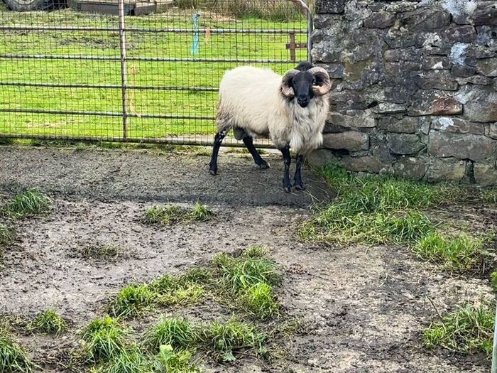 Mayo Blackfaced Ram
